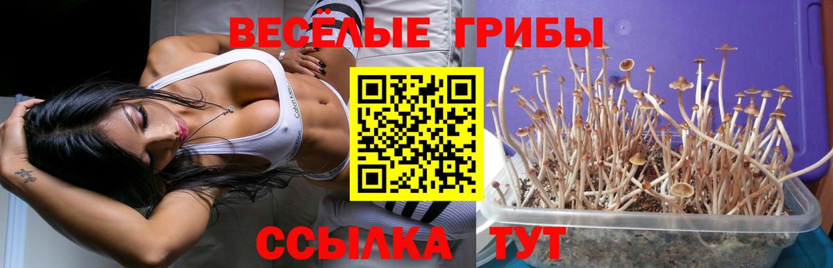 Псилоцибиновые грибы Psilocybine cubensis Новочеркасск